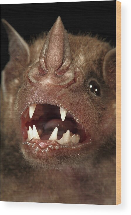 00463278 Wood Print featuring the photograph Greater Spear-nosed Bat by Christian Ziegler