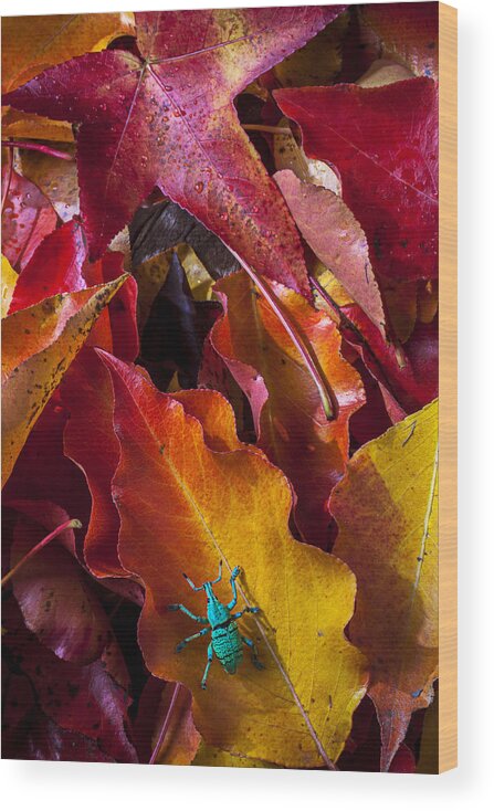 Autumn Wood Print featuring the photograph Green bug by Garry Gay