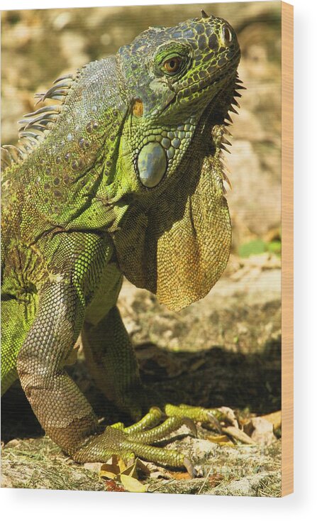 Iguana Wood Print featuring the photograph Green Cozumel Iguana by Adam Jewell