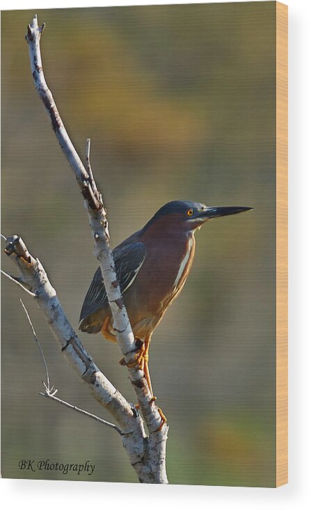Birds Wood Print featuring the photograph Green Heron by Brian Simpson