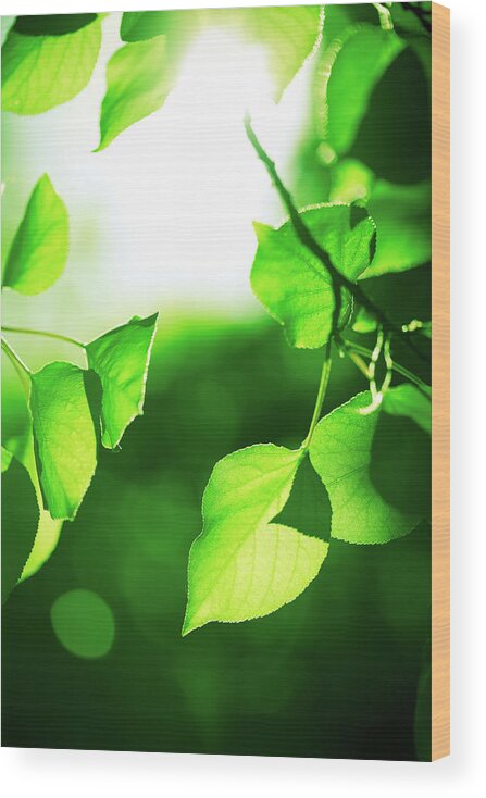 Sunlight Wood Print featuring the photograph Green Leaves With Sunlight by Jeja