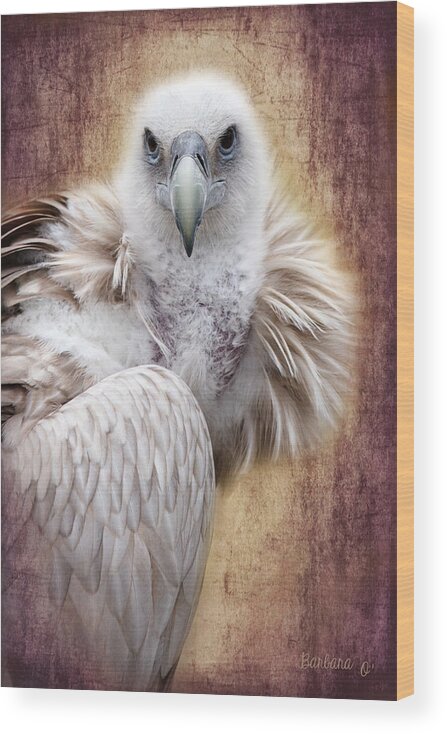 Vulture Wood Print featuring the photograph Griffon Vulture by Barbara Orenya