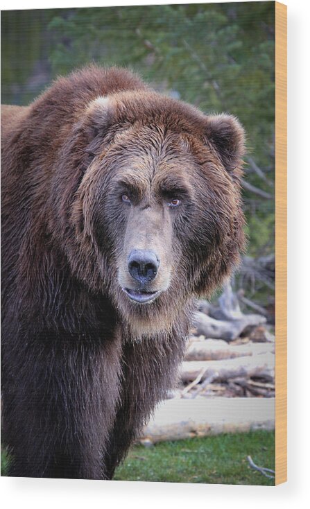 Grizzly Wood Print featuring the photograph Grizzly by Athena Mckinzie