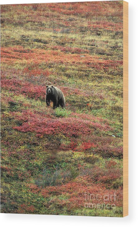 Fauna Wood Print featuring the photograph Grizzly Ursus Arctos In Alaskan Tundra by Ron Sanford