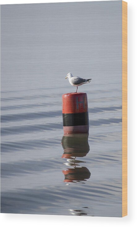 Sand Wood Print featuring the photograph Gull by Spikey Mouse Photography