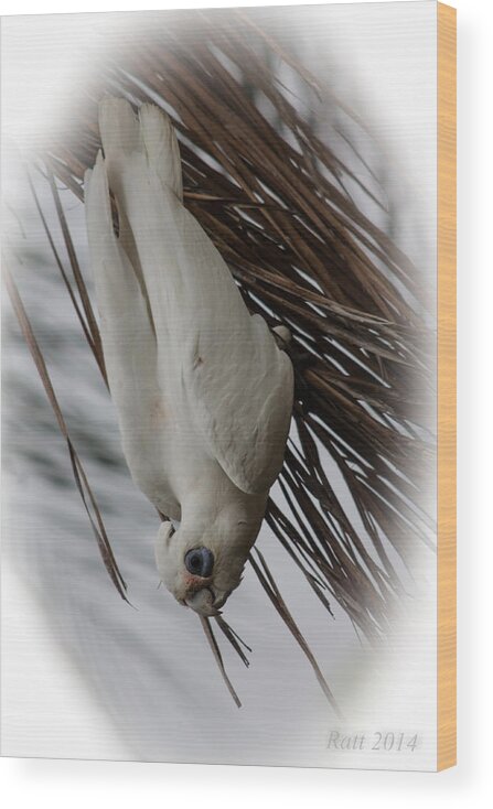 Birds Wood Print featuring the photograph Hang Upside Down by Michael Podesta 