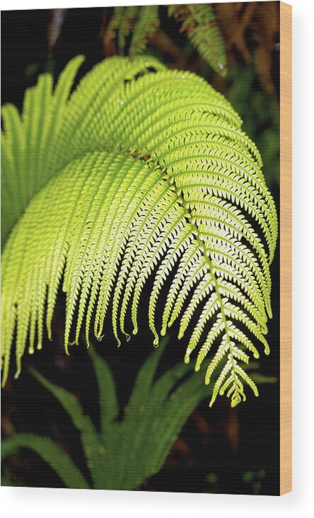 Hawaii Plants Wood Print featuring the photograph Hapu'u Fern Frond by Lehua Pekelo-Stearns