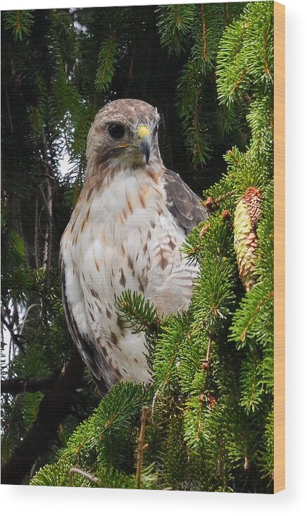 Redtail Hawk Wood Print featuring the photograph Hawk in Pine by Michael Hubley