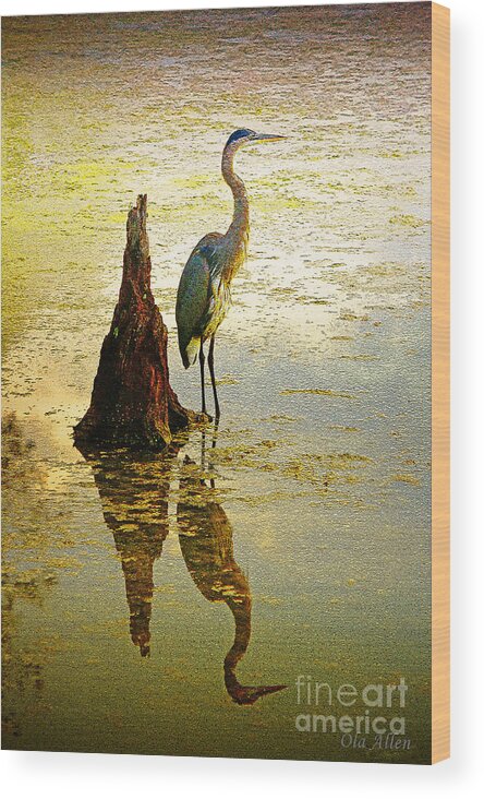 Great Blue Heron Wood Print featuring the photograph He Waits by Ola Allen