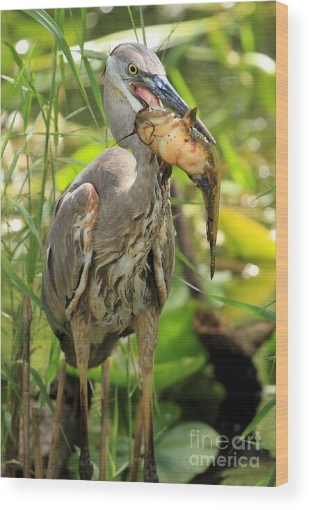 Great Blue Heron With A Fish Wood Print featuring the photograph Head First by Adam Jewell