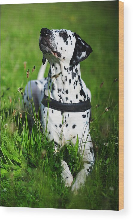 Dalmation Wood Print featuring the photograph Heads Up. Kokkie. Dalmation Dog by Jenny Rainbow