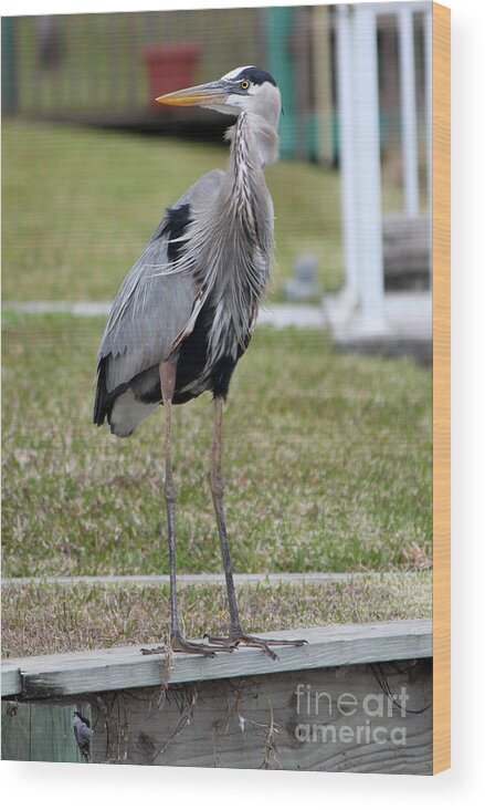 Blue Heron Wood Print featuring the photograph Heron On The Edge by Debbie Hart