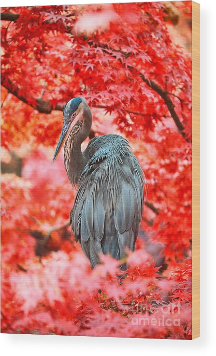 Herons Wood Print featuring the photograph Heron Wonderland by Douglas Barnard