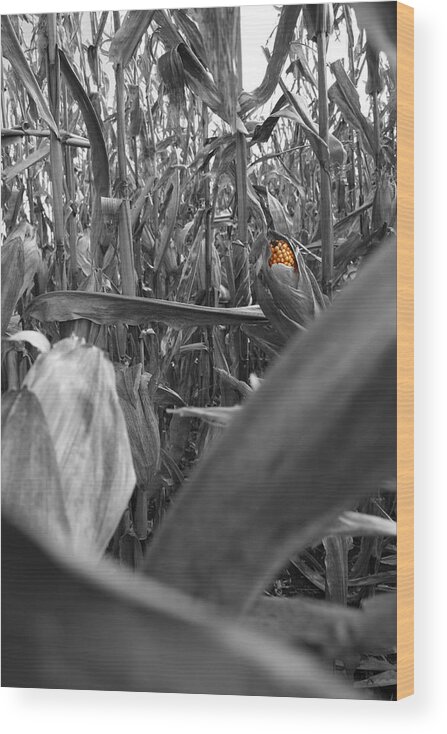 Dylan Punke Wood Print featuring the photograph Hidden Kernels by Dylan Punke