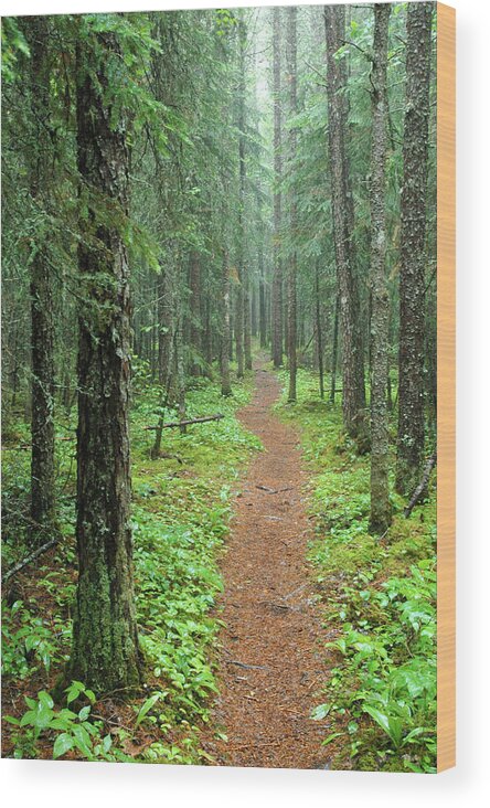 Pixels Wood Print featuring the photograph Hike to White River in Pukaskwa National Park by Rob Huntley