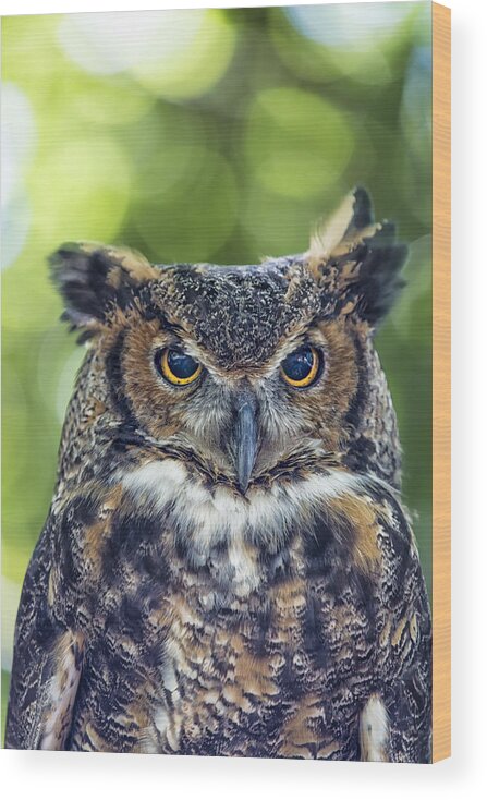 Owl Wood Print featuring the photograph Horned Owl Up Close by Bill and Linda Tiepelman