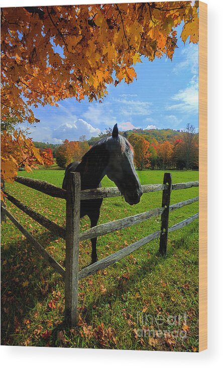 Horse Wood Print featuring the photograph Horse under tree by fence by Dan Friend