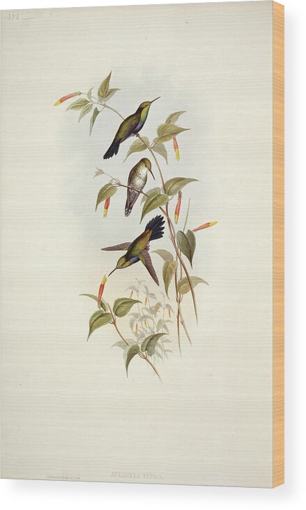 1800s Wood Print featuring the photograph Hummingbirds by Natural History Museum, London/science Photo Library