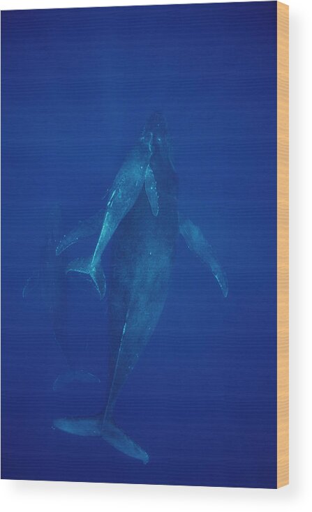 Feb0514 Wood Print featuring the photograph Humpback Whale Cow Calf And Escort Maui by Flip Nicklin