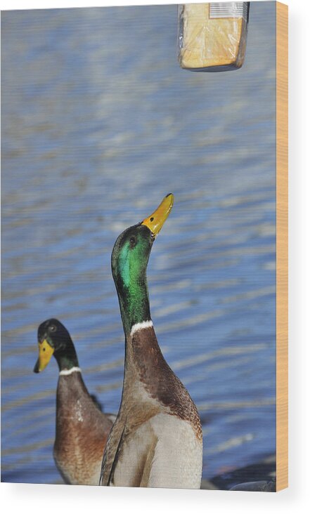 Duck Wood Print featuring the photograph Hungry duck by Matthias Hauser