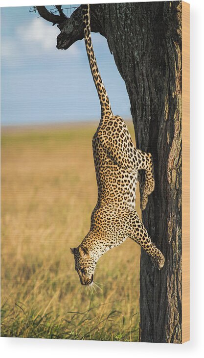 Africa Wood Print featuring the photograph Hungry Hunter by Stephanie Brand