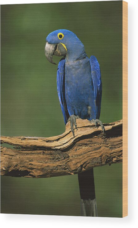 00216468 Wood Print featuring the photograph Hyacinth Macaw Brazil by Pete Oxford