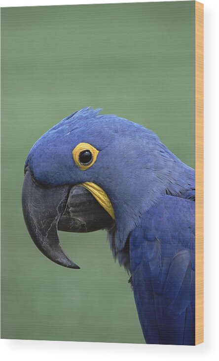 Feb0514 Wood Print featuring the photograph Hyacinth Macaw Portrait Pantanal Brazil by Konrad Wothe