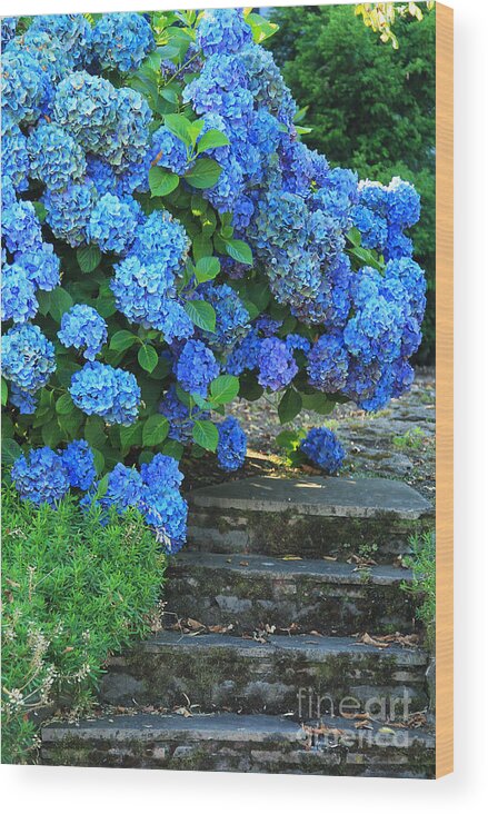 Websites: Jeanette-french.artistwebsites.com And Jeanette-french.pixels.com Wood Print featuring the photograph Hydrangea Steps 2 by Jeanette French