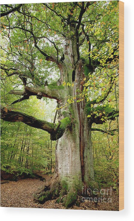 Oak Wood Print featuring the photograph I am nearly 1000 years old by Heiko Koehrer-Wagner