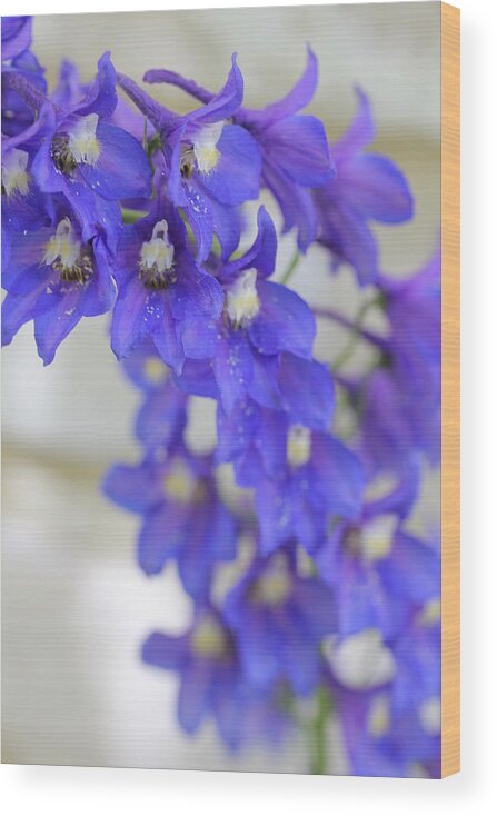 Delphinium Wood Print featuring the photograph I Got the Blues by Ruth Kamenev
