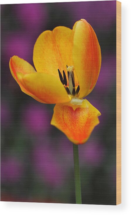 Tulip Wood Print featuring the photograph I still need Love by Juergen Roth