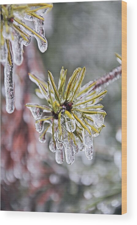 Ice Storm Wood Print featuring the photograph Ice Storm Remnants by Theo OConnor