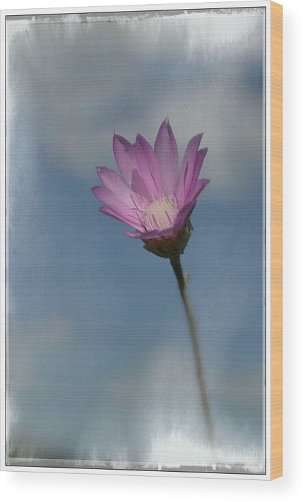 Flower Wood Print featuring the photograph Impression by Rumiana Nikolova