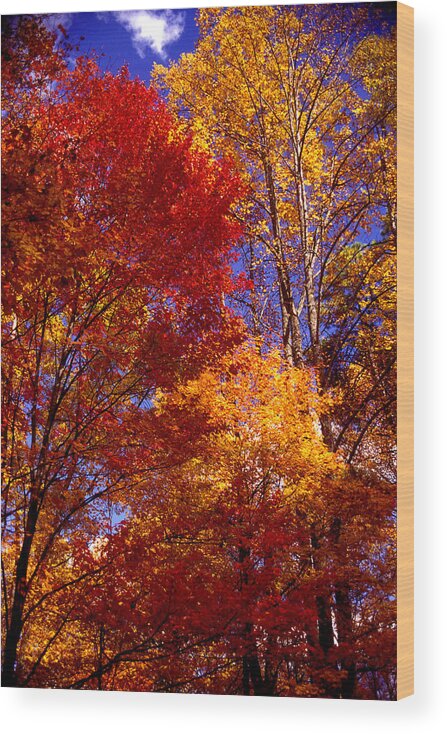 Red Wood Print featuring the photograph In Full Color by Paul W Faust - Impressions of Light