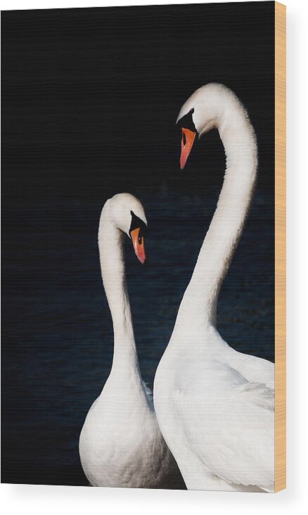 Swans Wood Print featuring the photograph In love by Laura Melis