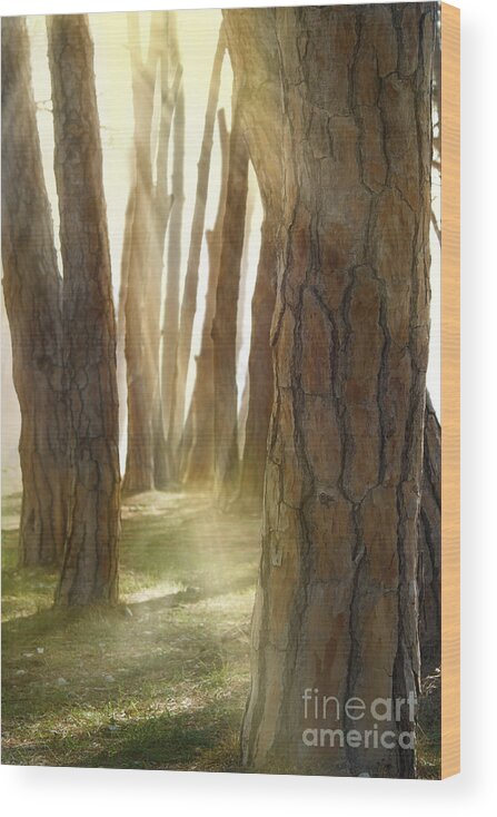 Autumn Wood Print featuring the photograph In pine forest by Mythja Photography