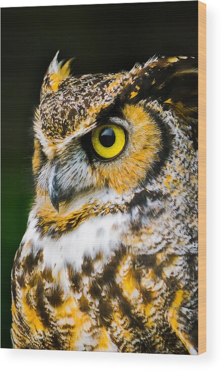 Owl Wood Print featuring the photograph In The Eyes by Parker Cunningham