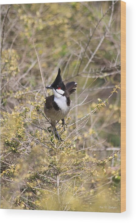 Red Whiskered Bulbul Wood Print featuring the photograph In The Moment by Amy Gallagher