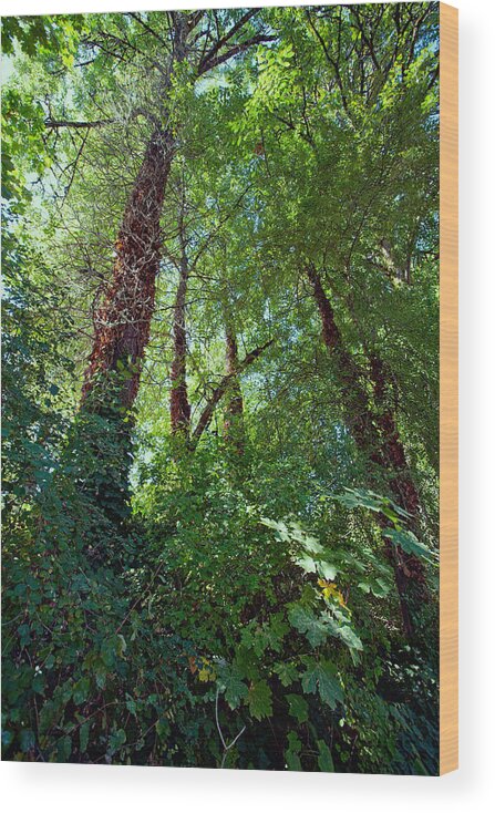 Forest Wood Print featuring the photograph In the Quiet Forest by Bonnie Bruno