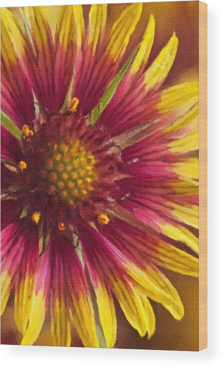 Bloom Wood Print featuring the photograph Indian Blanket by Jack Milchanowski