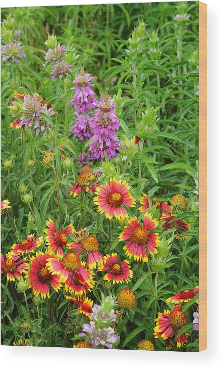 Spring Wood Print featuring the photograph Indian Blankets and Lemon Horsemint by Lynn Bauer