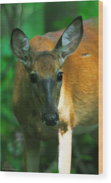 Deer Wood Print featuring the photograph Inquisitive Doe by Miss Crystal D