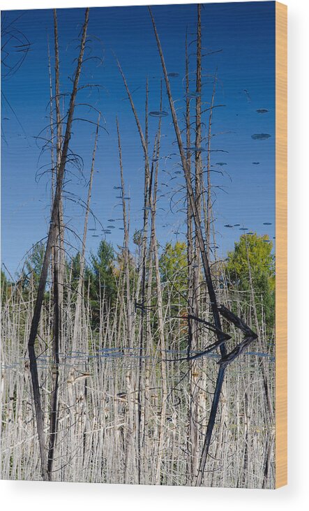 Messines Wood Print featuring the photograph Inverted dead reflections. by Rob Huntley