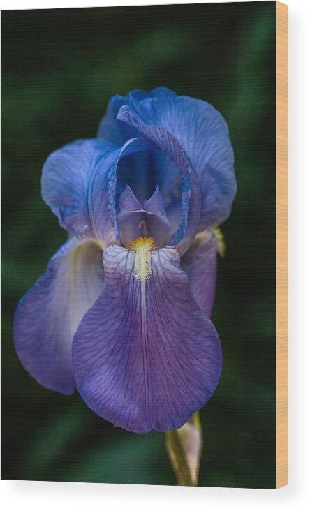 Iris Wood Print featuring the photograph Iris by George Buxbaum