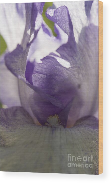 Iris Wood Print featuring the photograph Iris Study 5 by Jeanette French