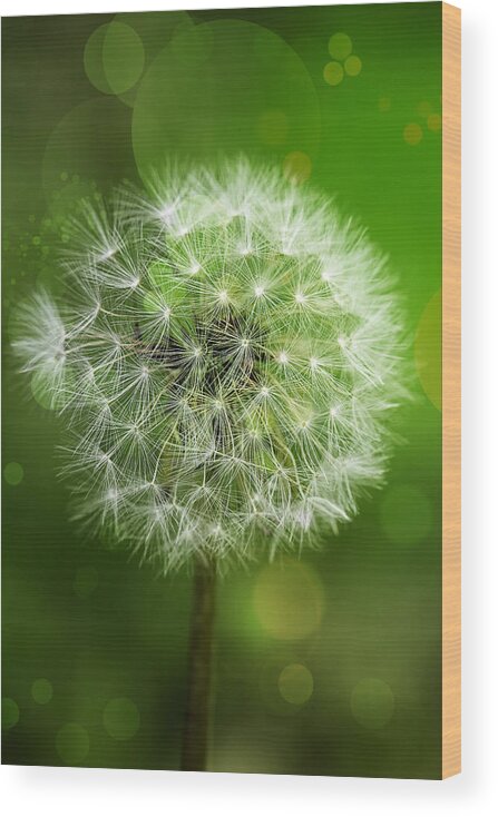 Green Wood Print featuring the photograph Irish Dandelion by Bill and Linda Tiepelman