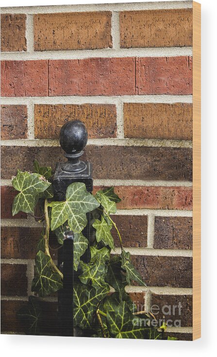 Brick Wood Print featuring the photograph Ivy by Margie Hurwich