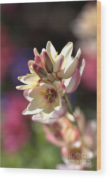 Ixia Wood Print featuring the photograph Ixia by Joy Watson