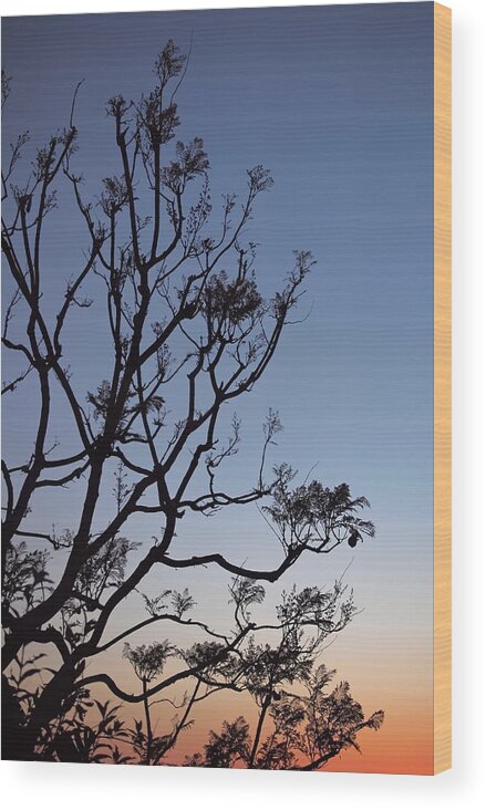 Jacarandas Wood Print featuring the photograph Jacaranda Sunset by Rona Black