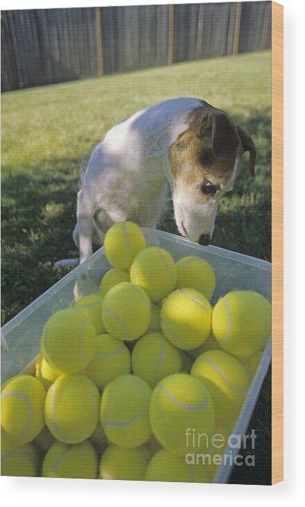 Jack Russell Terrier Wood Print featuring the photograph Jack Russell Terrier and tennis balls by Jim Corwin